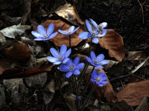 Přečtete si více ze článku Jaterník podléška – výroba tinktury